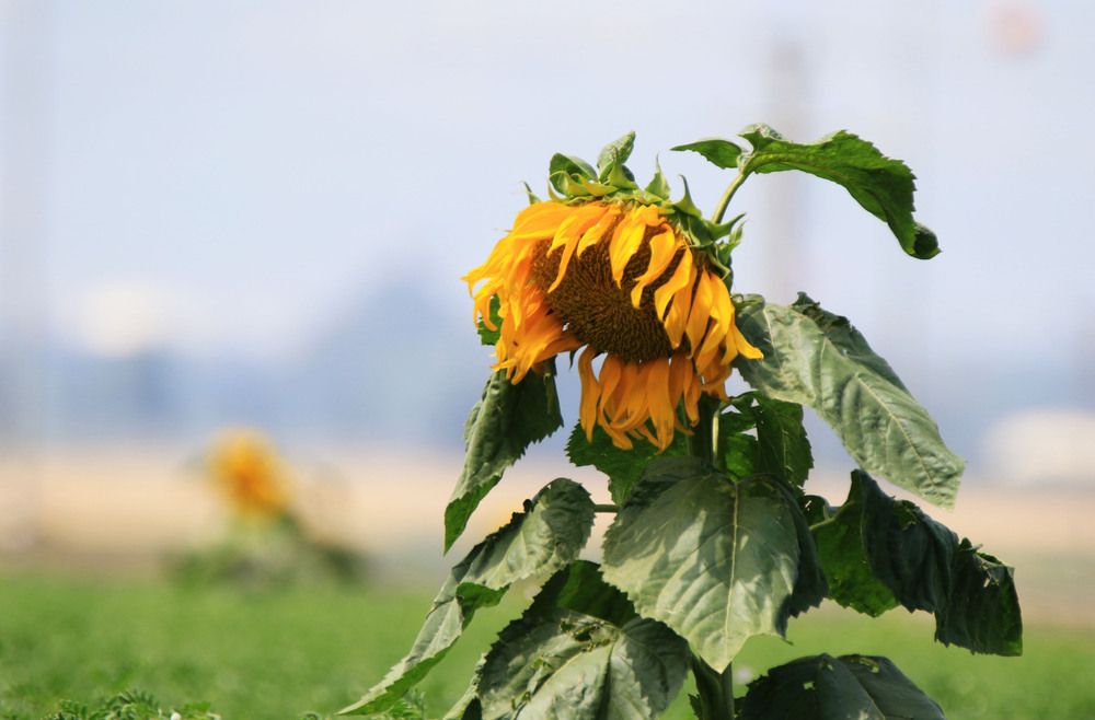 Photograph by Валентина Лопаткина