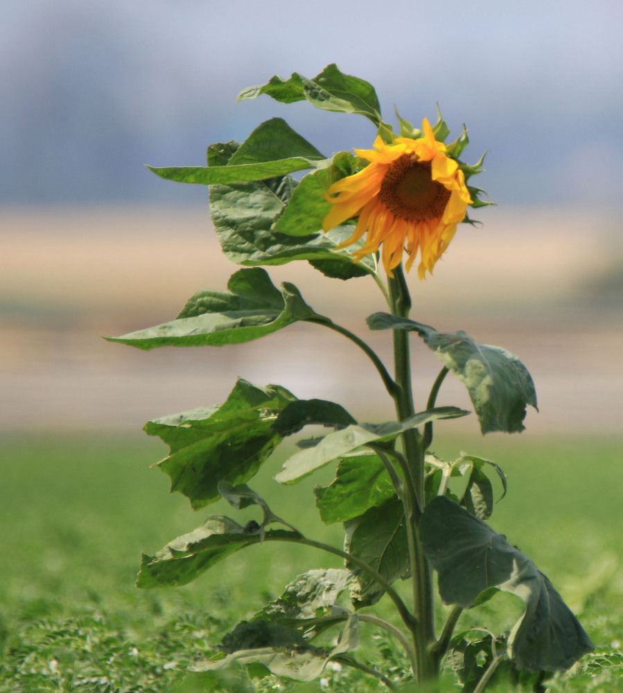 Photograph by Валентина Лопаткина