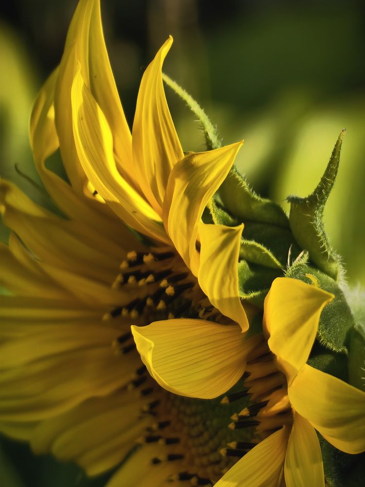 Photograph by Кристина Феминова