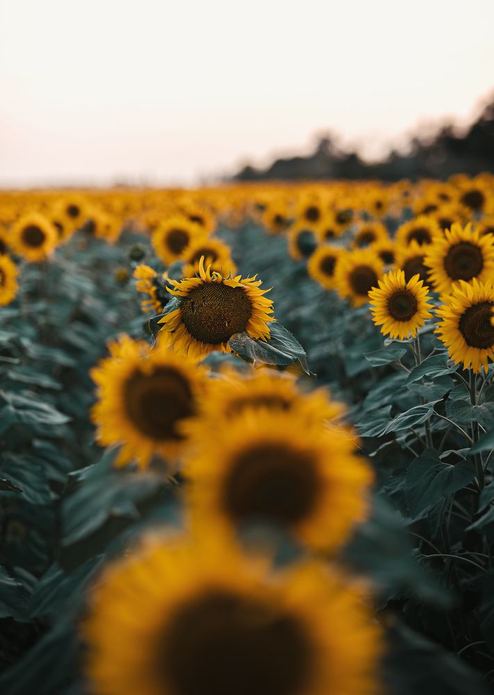 Photograph by Александр Шинкаревский