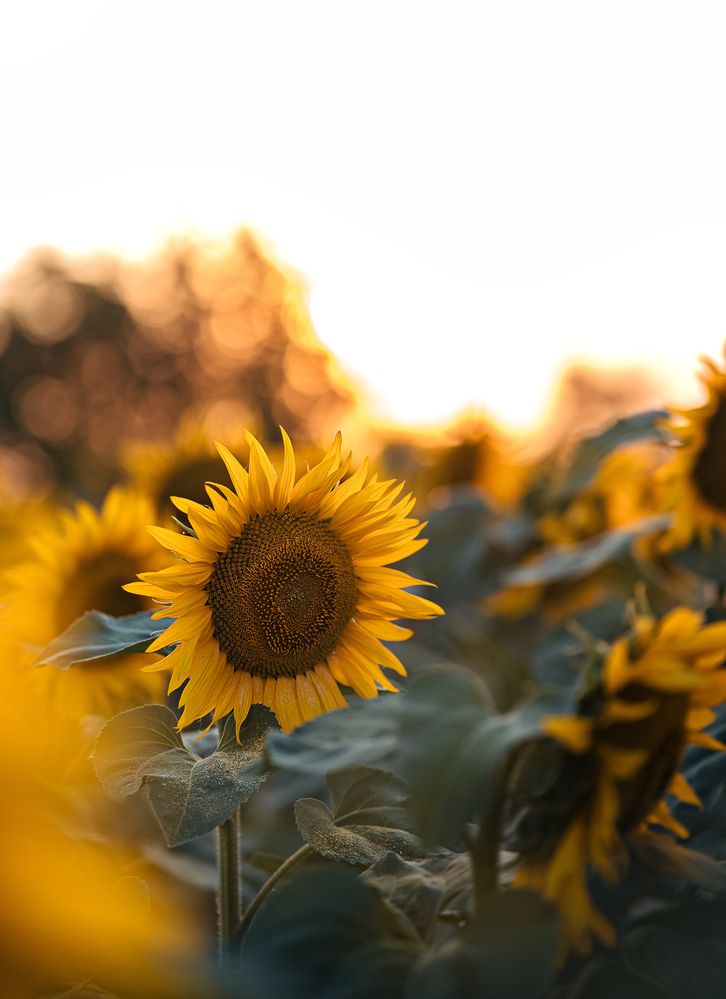 Photograph by Александр Шинкаревский