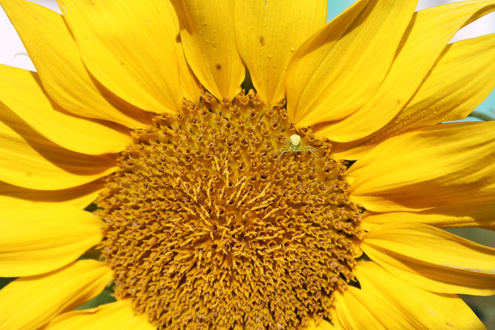 Маленький гость