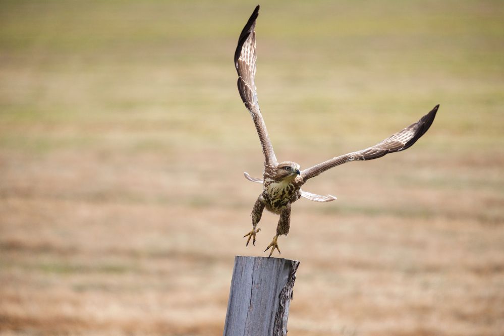 Курганник на взлёте