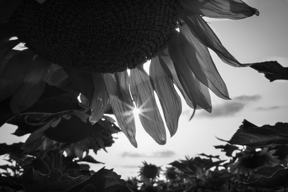 Фотография автора Sophie Abuhazera