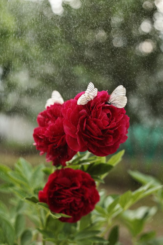 Photograph by Анна