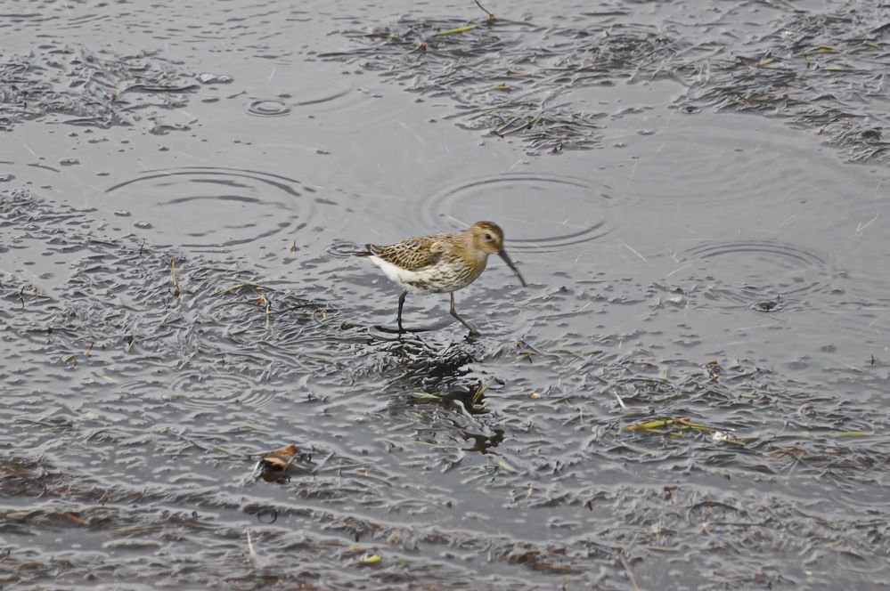 Фотография автора Инна Миронова