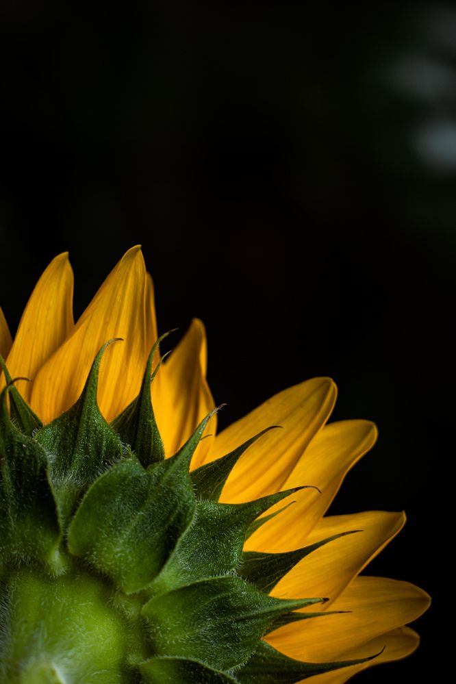 Photograph by amin roshan afshar