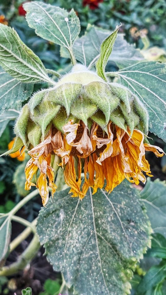 Photograph by Вероника Шкавро