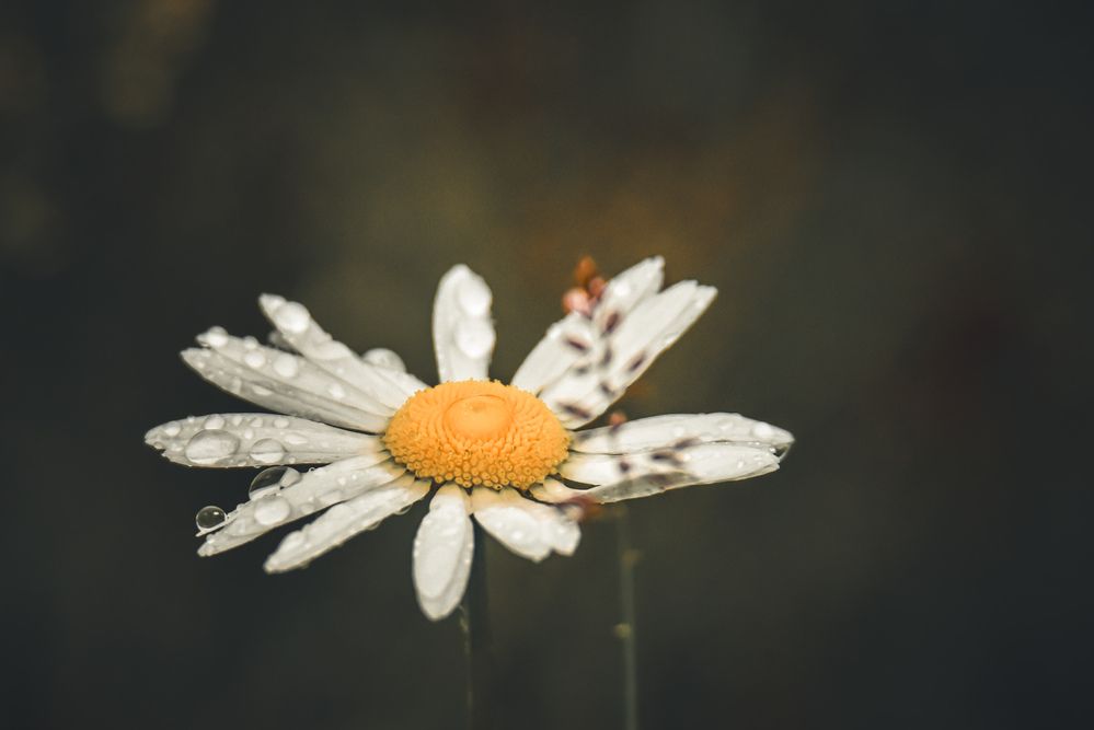 Photograph by Ljudmilla Pavljutsenkova