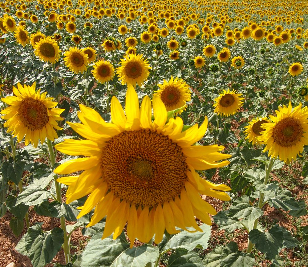 Photograph by Дария Максимова