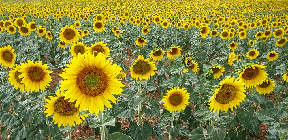 Photograph by Дария Максимова