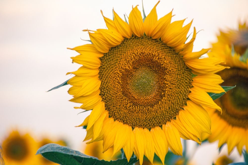 Фотография автора OXANA NAUMOVA