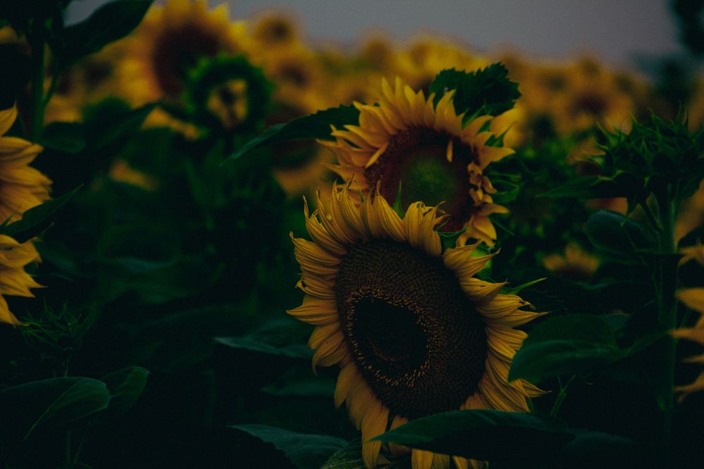 Фотография автора OXANA NAUMOVA