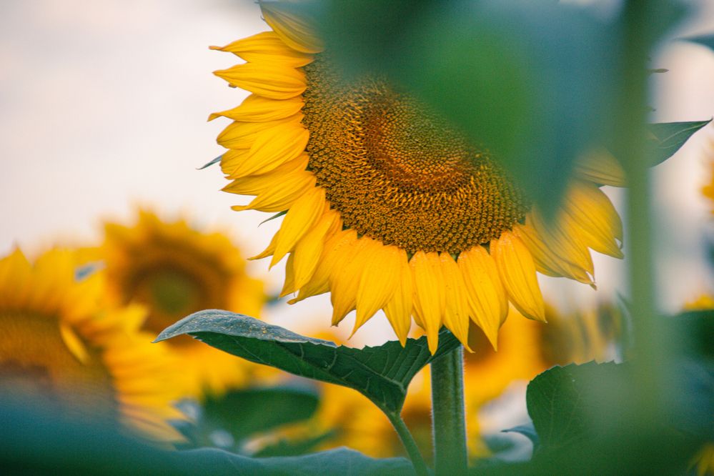 Фотография автора OXANA NAUMOVA