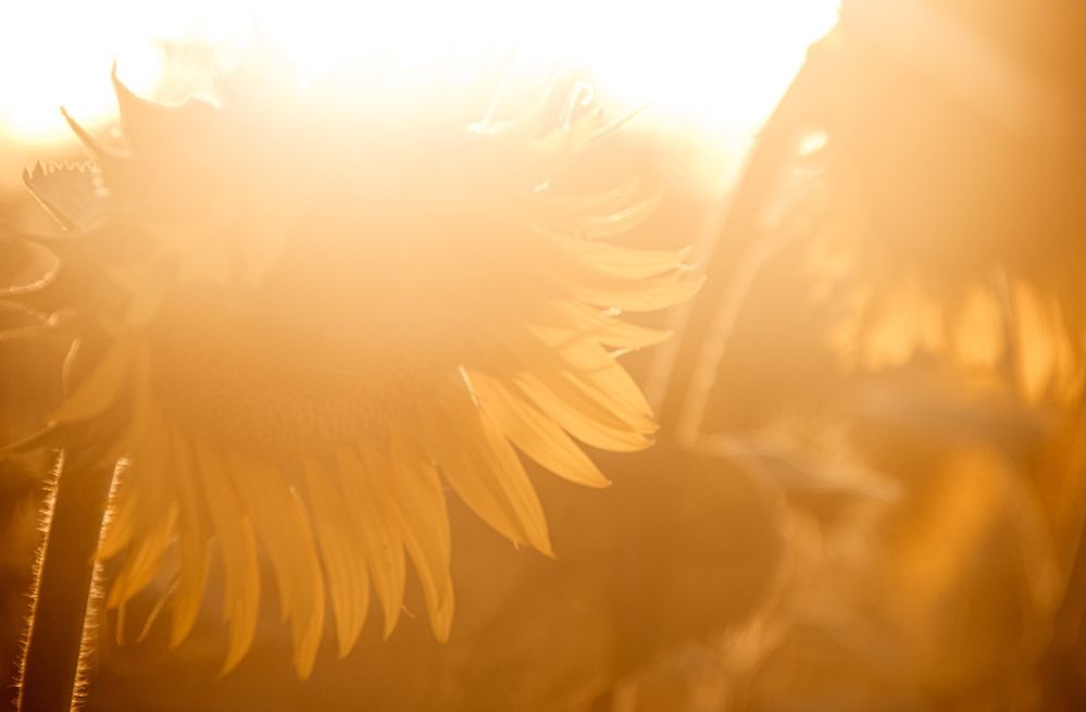 Фотография автора OXANA NAUMOVA