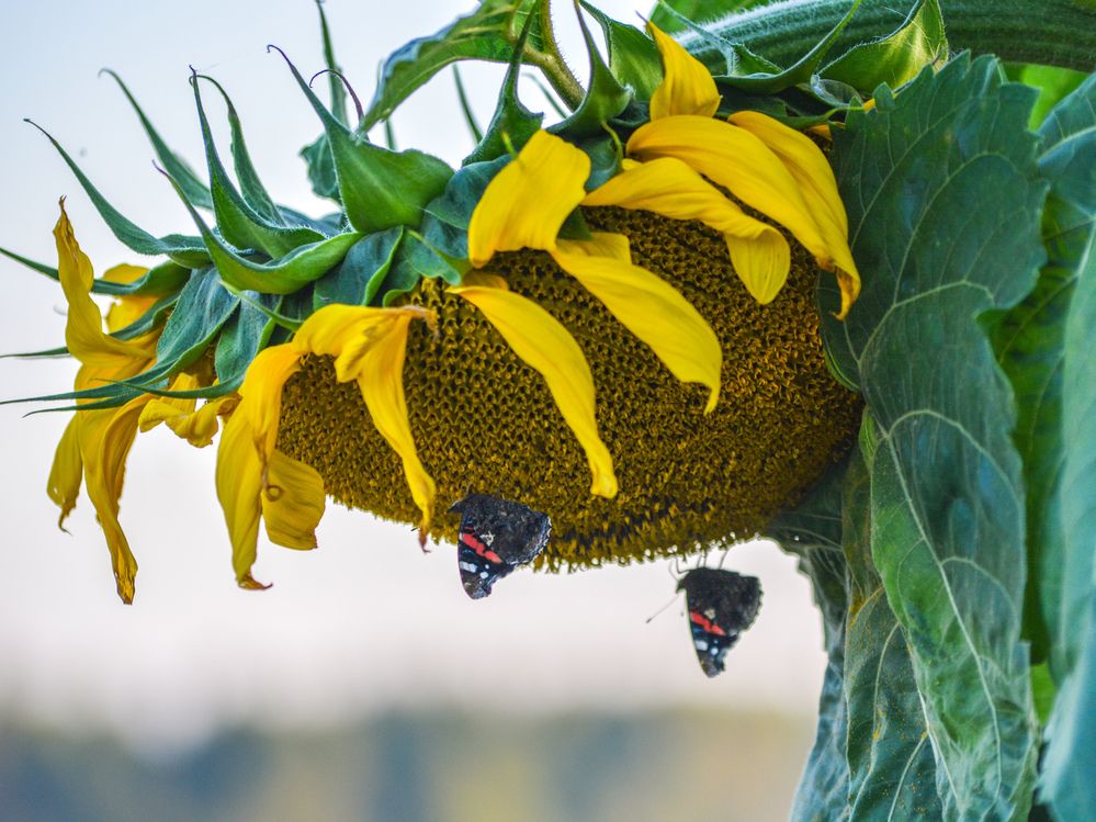 Photograph by Анастасия Гурова