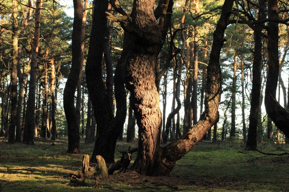 “Echoes of the Ancient Forest”