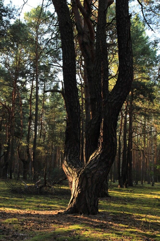 Photograph by Maciej Morgiel