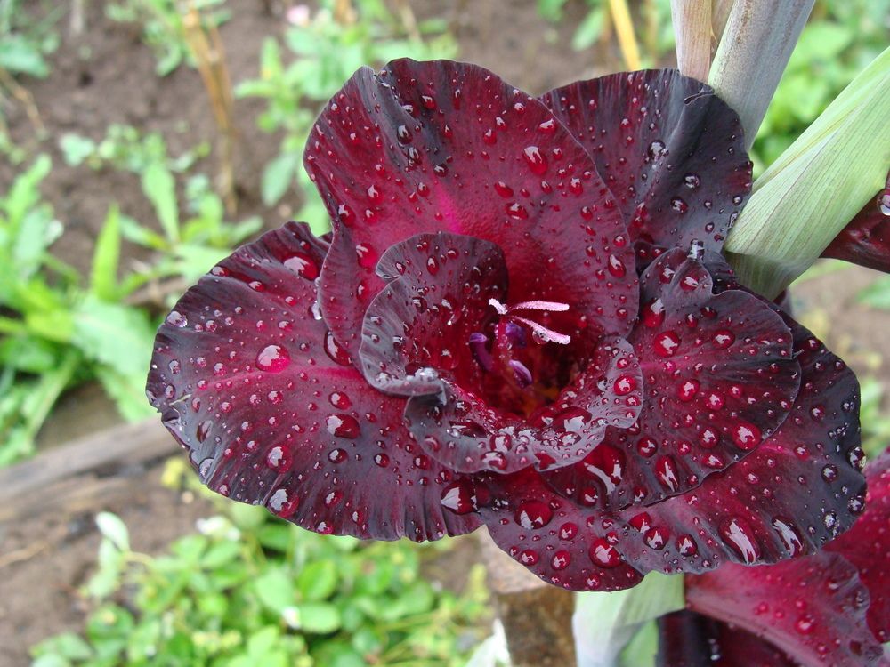 Photograph by Николай Худяков