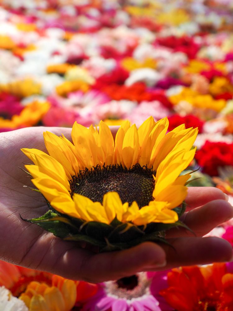 Фотография автора Camilo Rojas