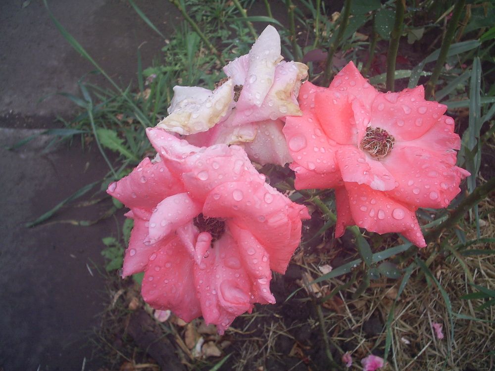 Photograph by Николай Худяков