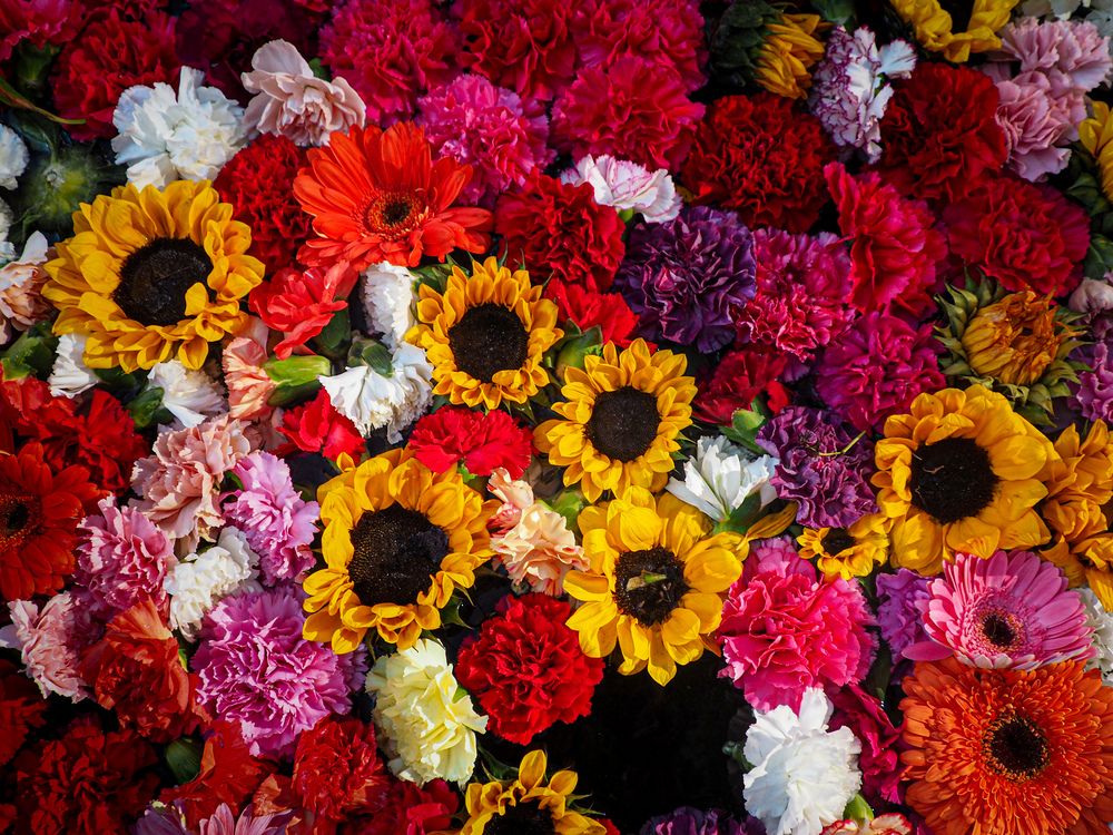 Фотография автора Camilo Rojas