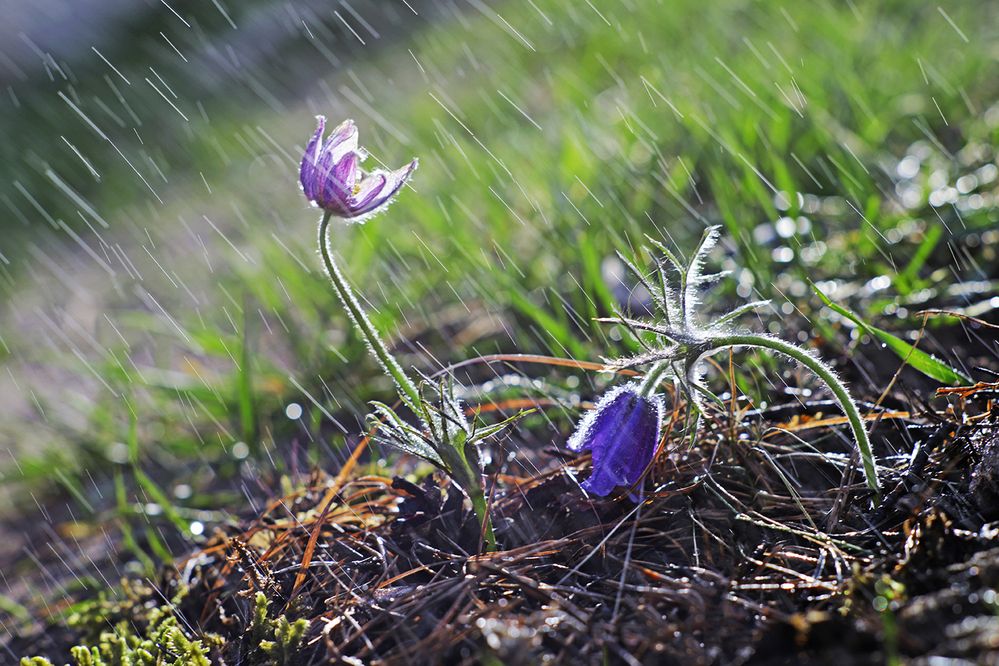 Photograph by Аркадова Елена