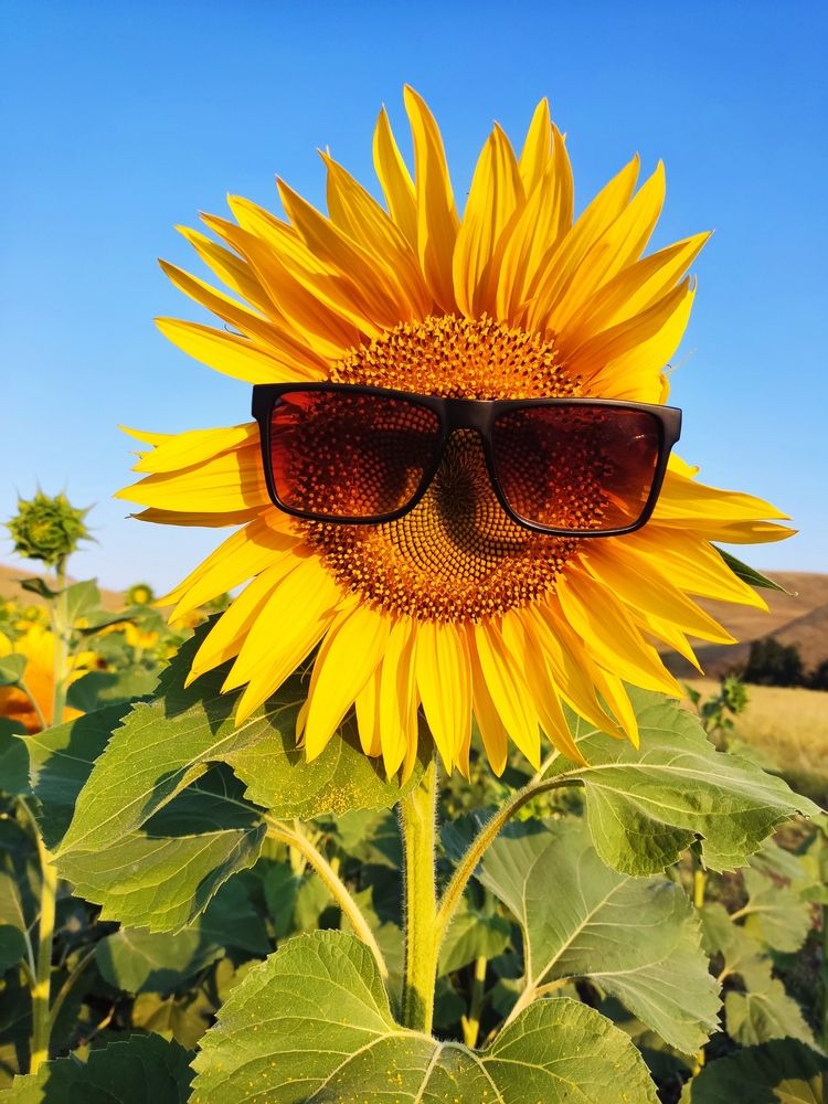 Фотография автора Александр Лукин