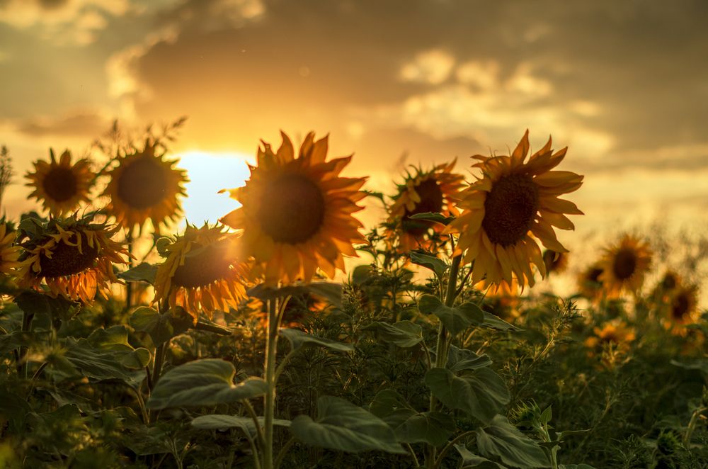 Photograph by Галина Григорьева