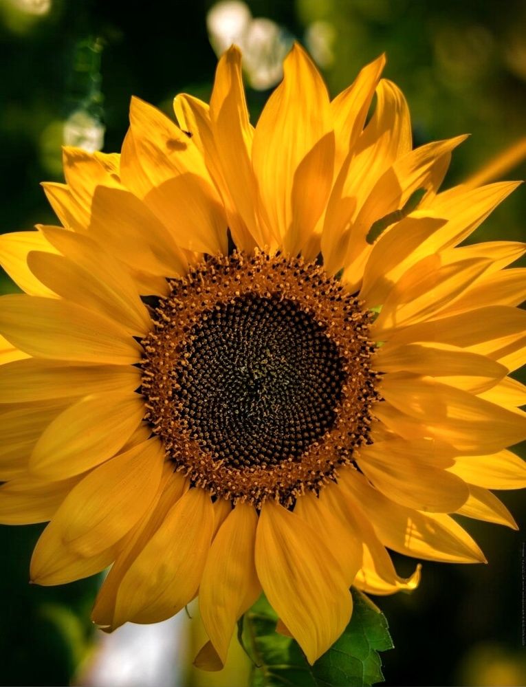 Photograph by Вероника Романенко