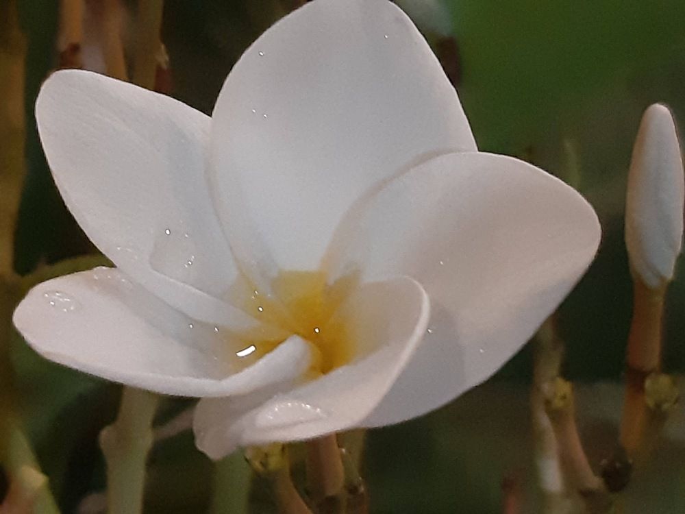 Photograph by Neel Bonna