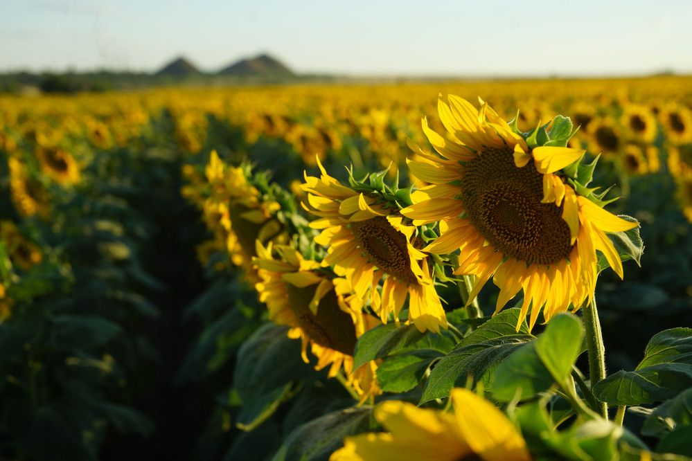 Фотография автора Светлана Зимина
