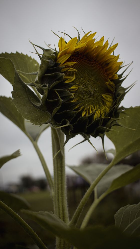 Photograph by Лола Бусыгина