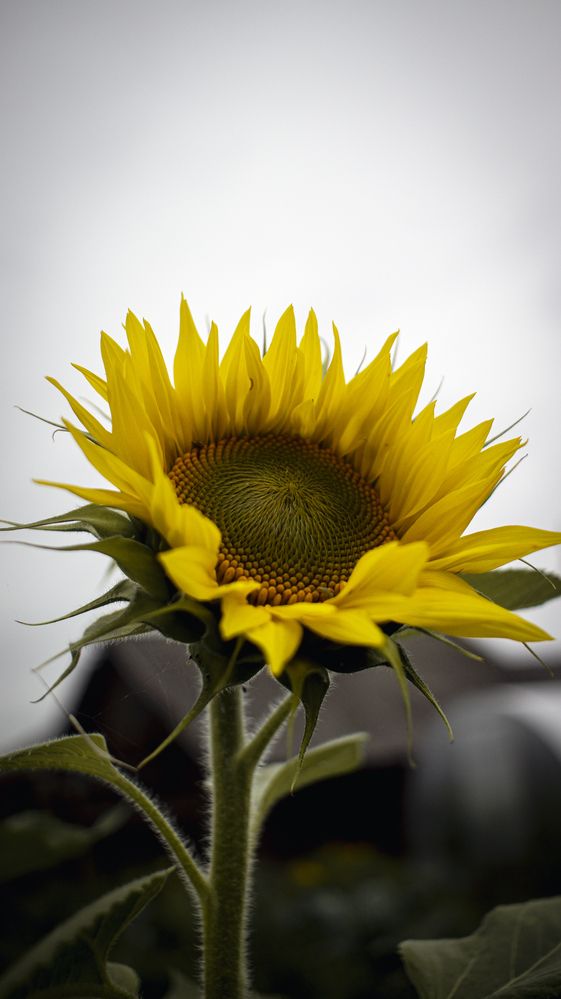 Photograph by Лола Бусыгина