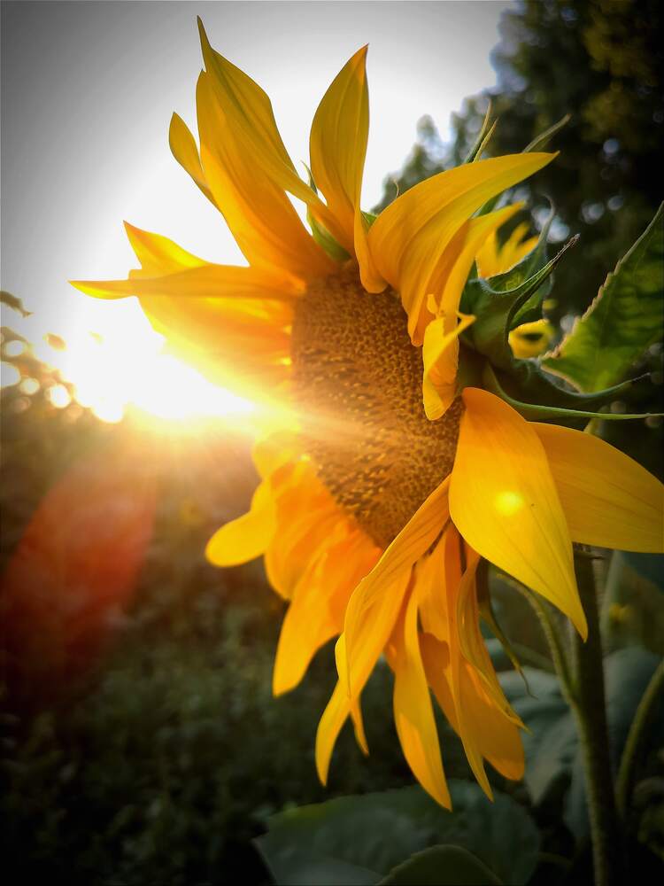 Фотография автора Тамара Нижельская