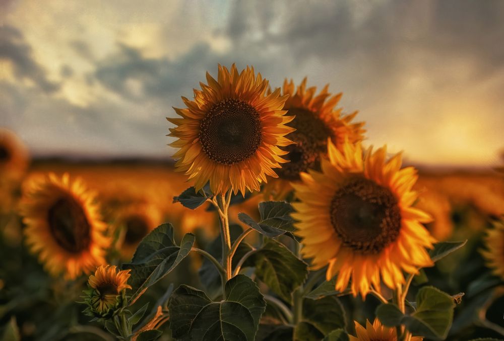 Photograph by Оксана Пономаренко