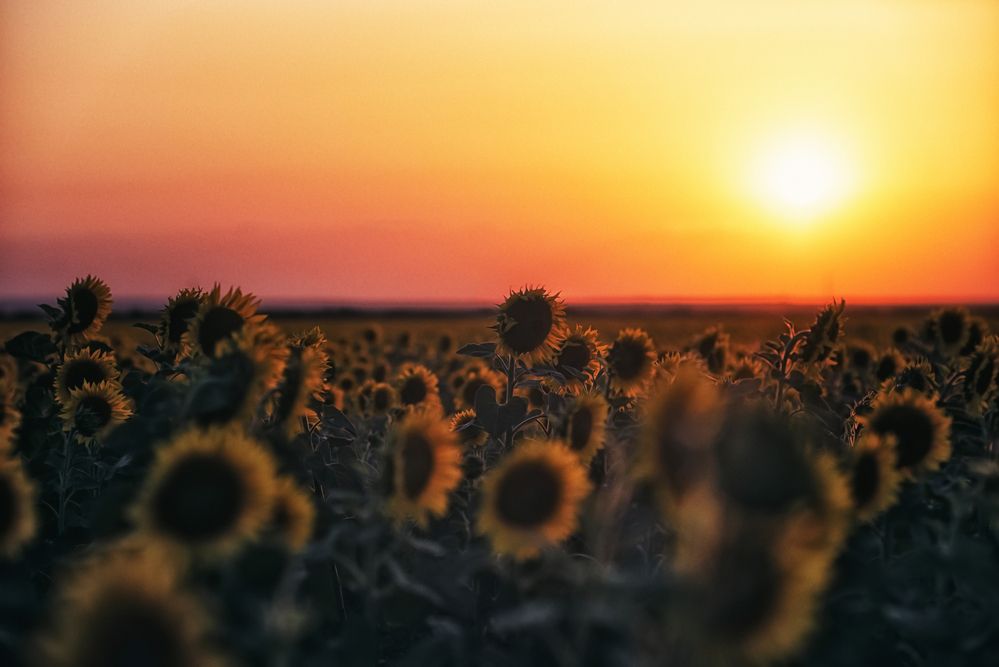 Photograph by Оксана Пономаренко