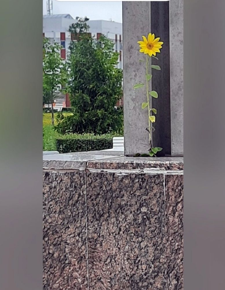 И на камнях растут... подсолнухи