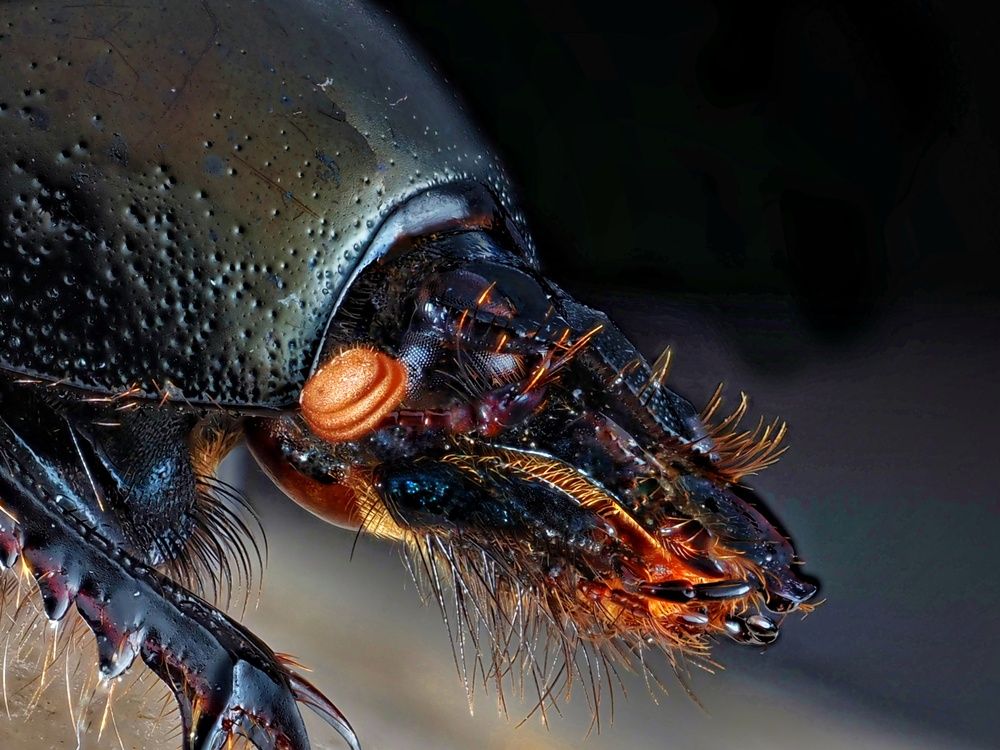 GROUND BEETLE