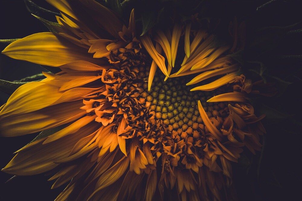 Фотография автора  Eirene