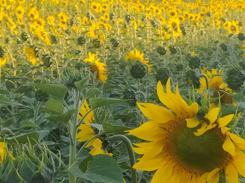 Photograph by Ekaterina Kazarez