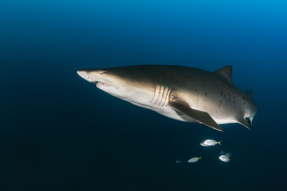 Sand Tiger Shark