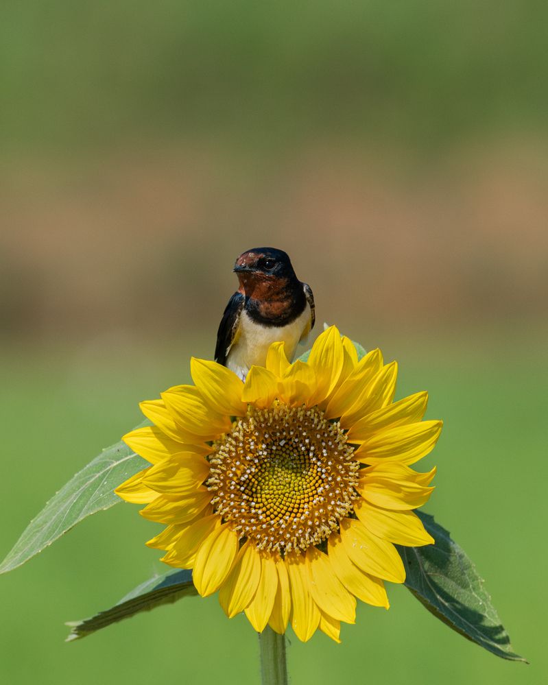 Photograph by Anandhu M