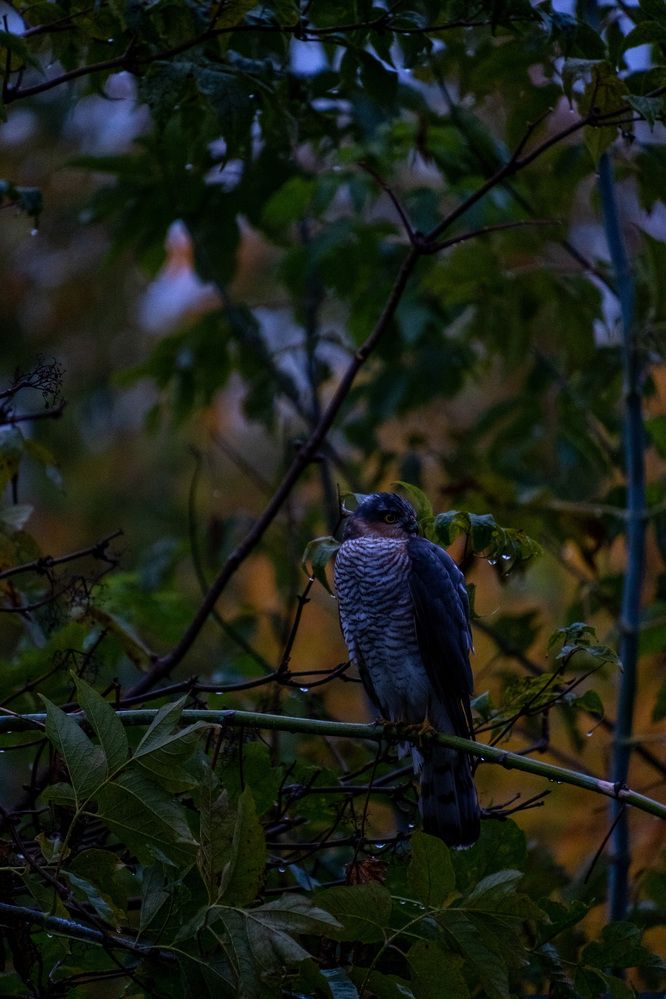Photograph by Светлана Ощепкова
