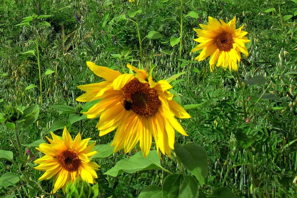 Photograph by Ольга Березовская