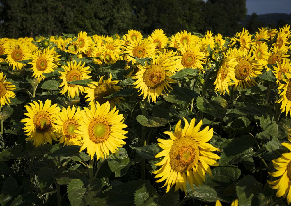 Photograph by Tomas Landa