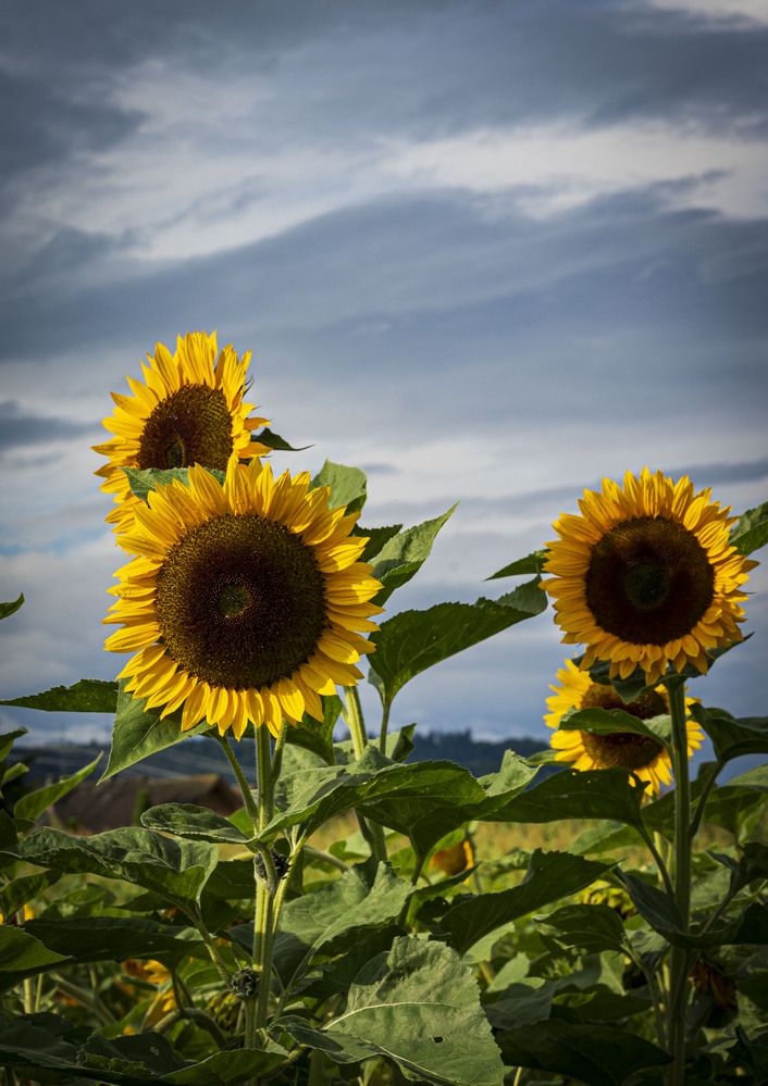 Photograph by Tomas Landa