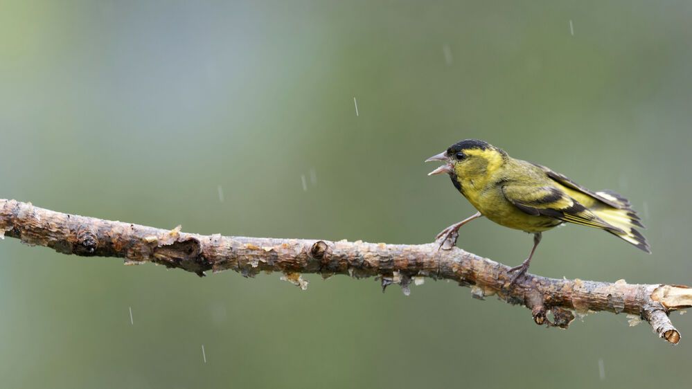 Photograph by Jørgen Hovde