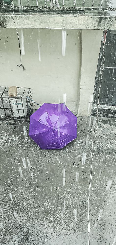 The Purple Umbrella