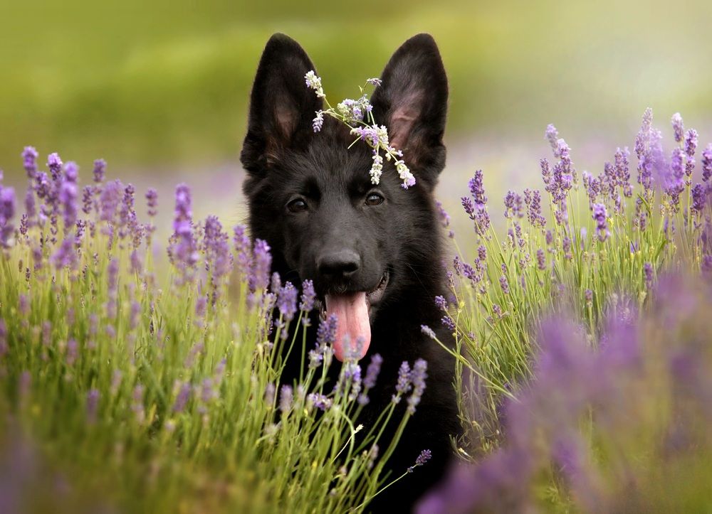 Photograph by Светлана Лукашкина